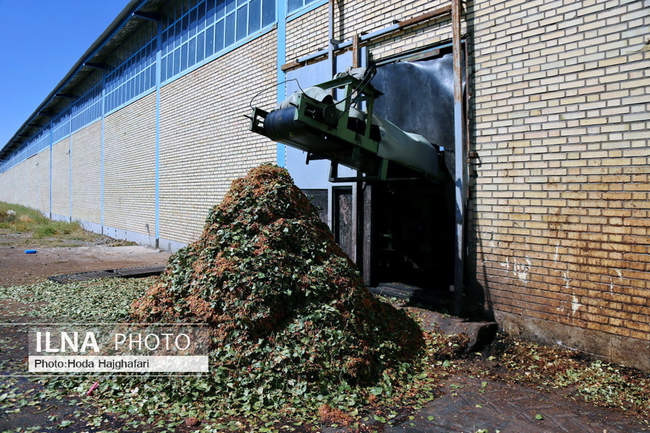 برداشت پسته از باغات نیشابور