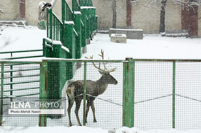 پارک ملت در یک روز برفی