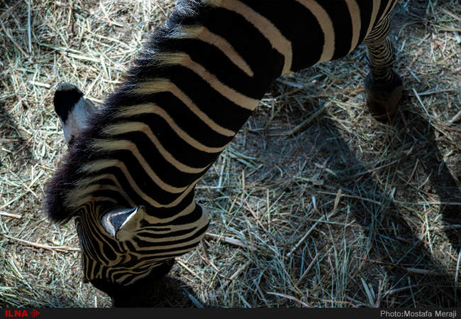 باغ وحش تفلیس از دریچه دوربین