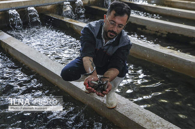 پرورش ماهی