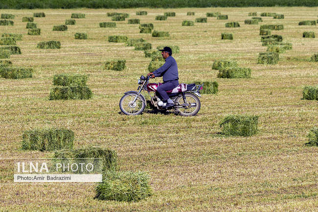 گندم دیم؛ ظرفیت راهبردی ایران برای عبور از بحران کم‌آبی