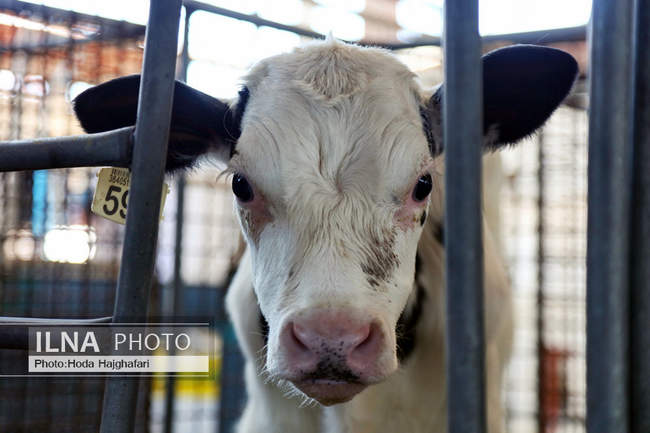 تولید در مسیر پیشرفت مناطق محروم
