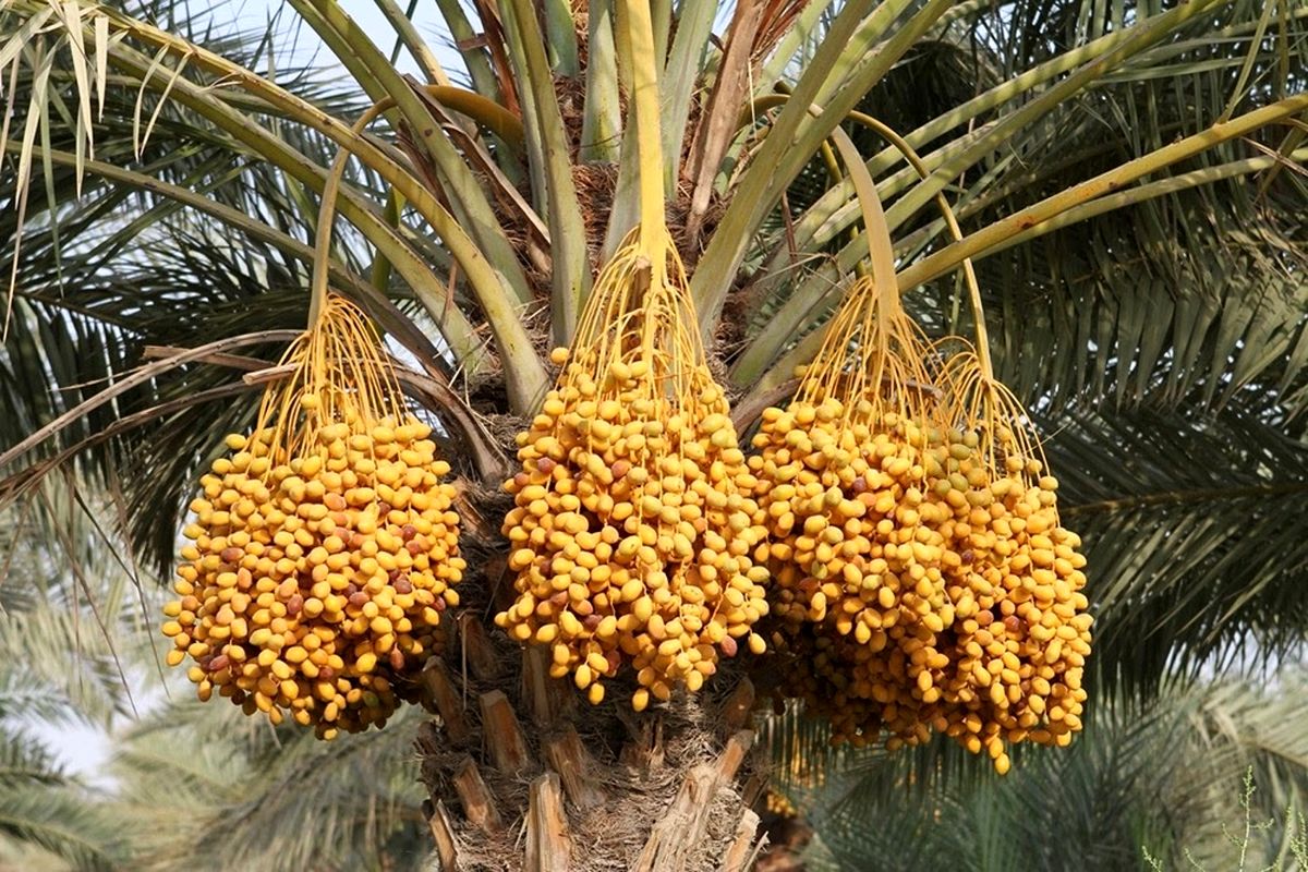 از نخلستان تا فضای مجازی