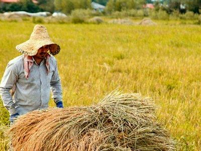 برداشت 99 درصدی برنج در ساری