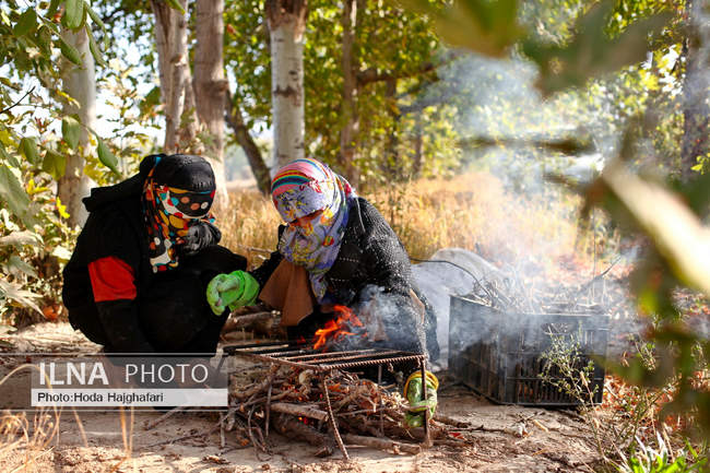 برداشت گلابی از باغات چناران