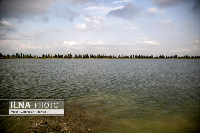 بزرگترین واحد پرورش گاو شیری شمال کشور