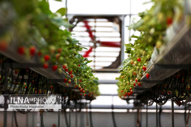بزرگترین گلخانه توت فرنگی کشور