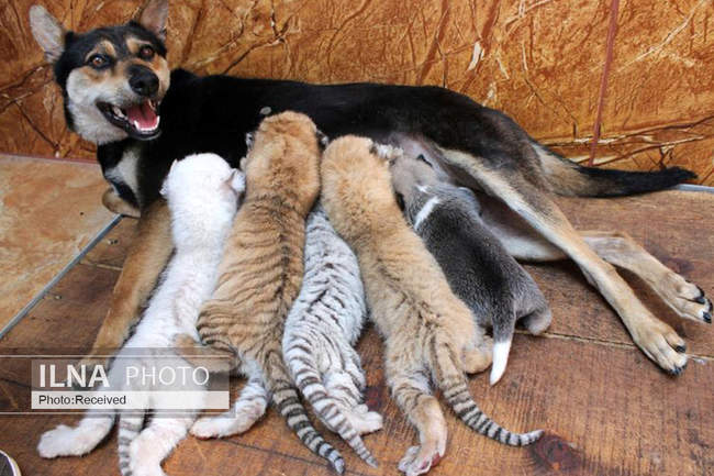 دوستی های عجیب بین حیوانات