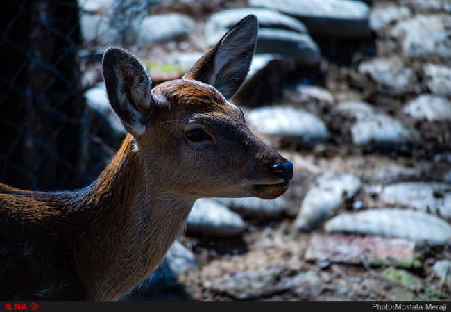 باغ وحش تفلیس از دریچه دوربین