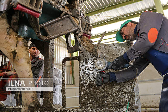 امنیت غذایی کشور از طریق دام و طیور