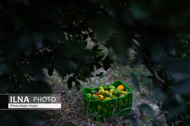 برداشت نارنگی از باغات هاشم‌آباد گرگان