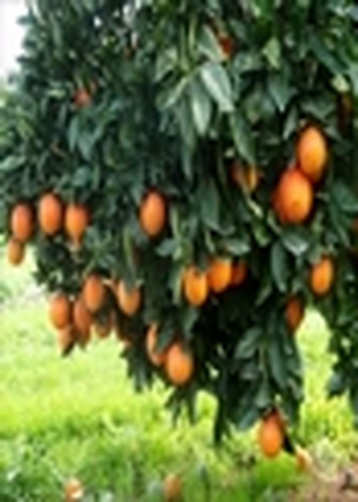 خرید تضمینی مرکبات توسط اتحادیه باغداران آغاز شد