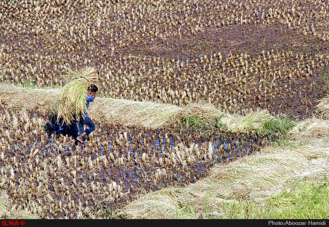 آخرین برداشت خوشه های طلایی برنج در "روستای پارودبار"رودبار گیلان
