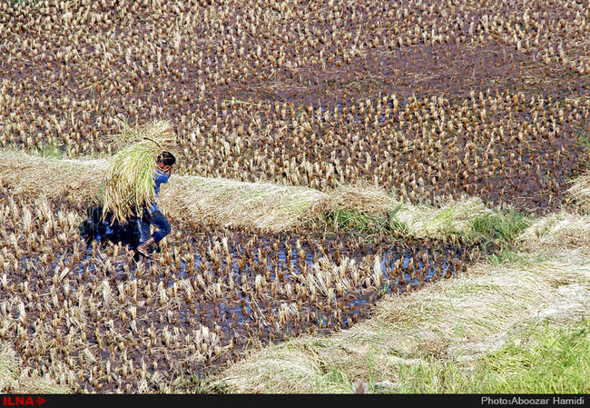 آخرین برداشت خوشه های طلایی برنج در 