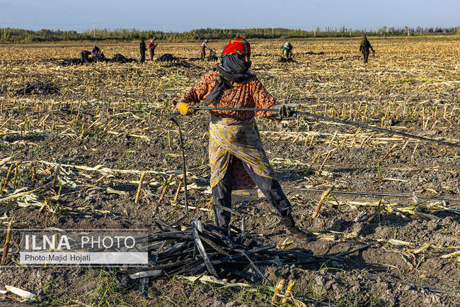 از مزرعه تا صنایع تبدیلی