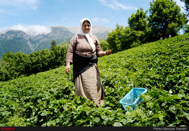 برداشت توت فرنگی در روستای سی دشت رودبار گیلان