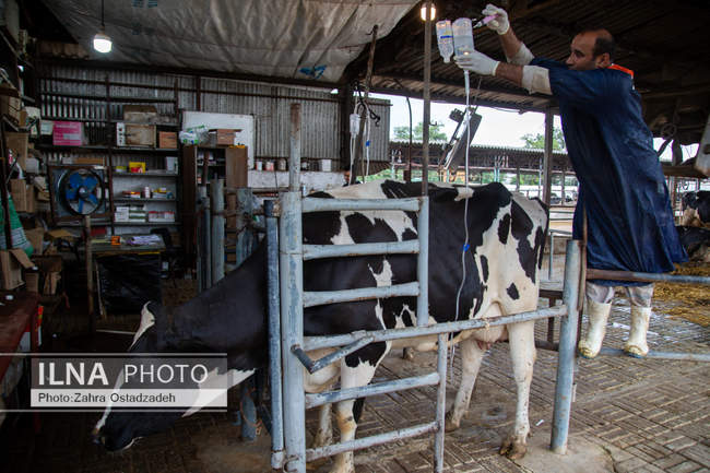 بزرگترین واحد پرورش گاو شیری شمال کشور