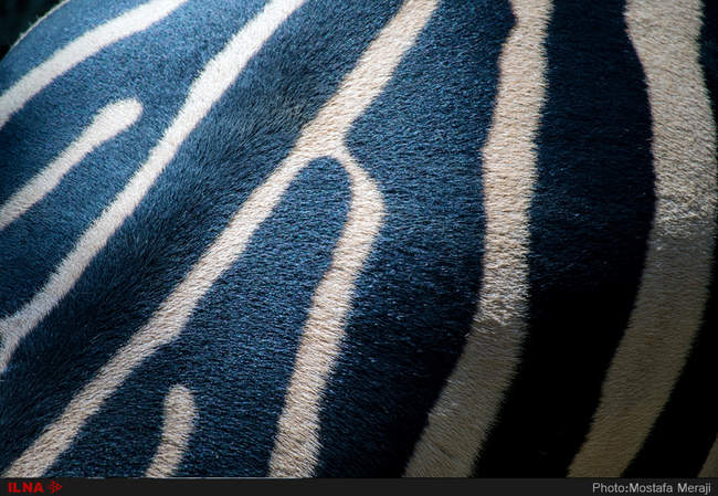 باغ وحش تفلیس از دریچه دوربین