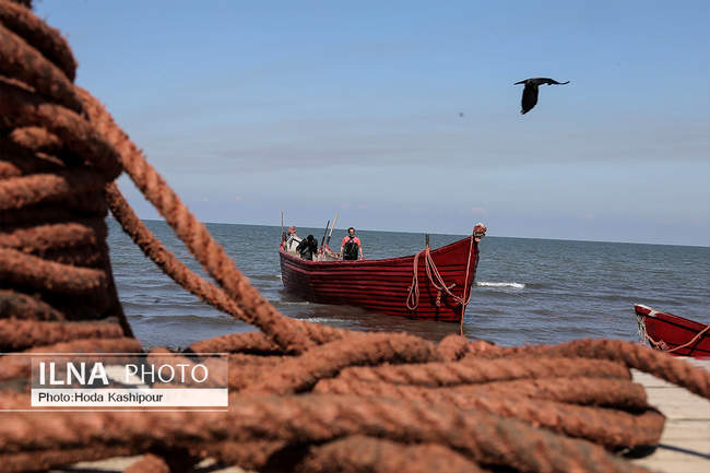 صید پاییزه ماهی در دریای خزر
