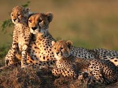 مشاهده پرجمعیت‌ترین خانواده یوز ایرانی در روزهای سرد توران/فیلم