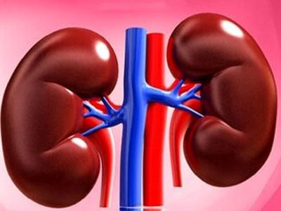 نجات کلیه‌ها از بیماری با این روش