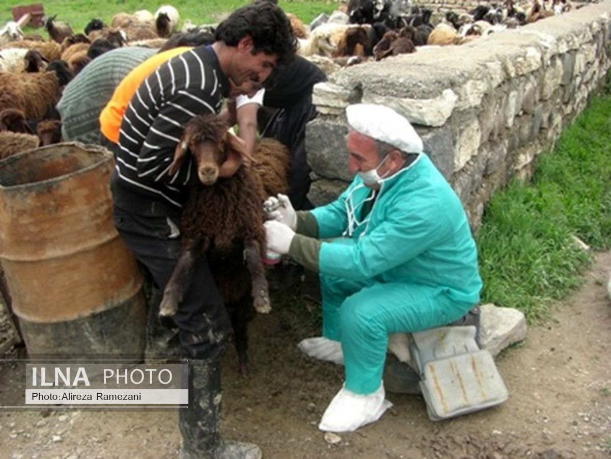 مایه‌کوبی بالغ بر 229 هزار راس دام بر علیه بیماری تب برفکی در مهاباد