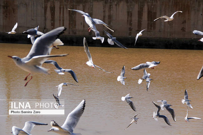 پرندگان مهاجرکاکایی درشیراز