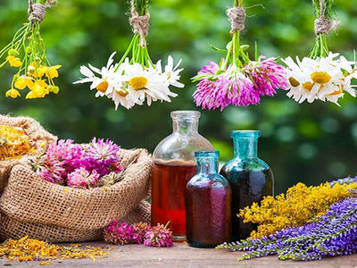 12 میلیون هکتار از اراضی کشور مستعد دیم‌کاری گیاهان دارویی / تأثیرگذاری در جلوگیری از فرسایش خاک