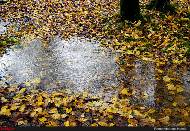 بارش باران در رشت