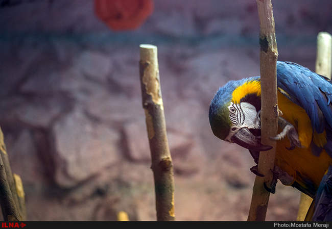 باغ پرندگان اصفهان