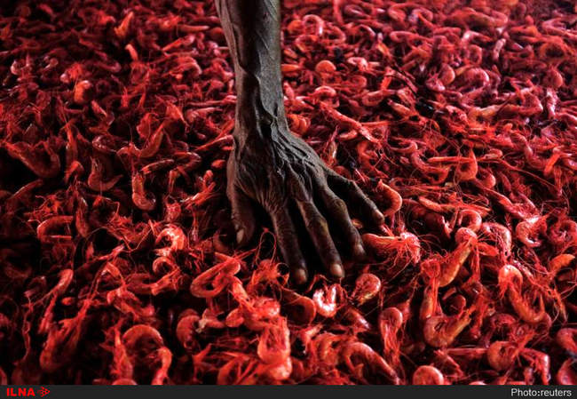 تصاویر برگزیده سال رویترز