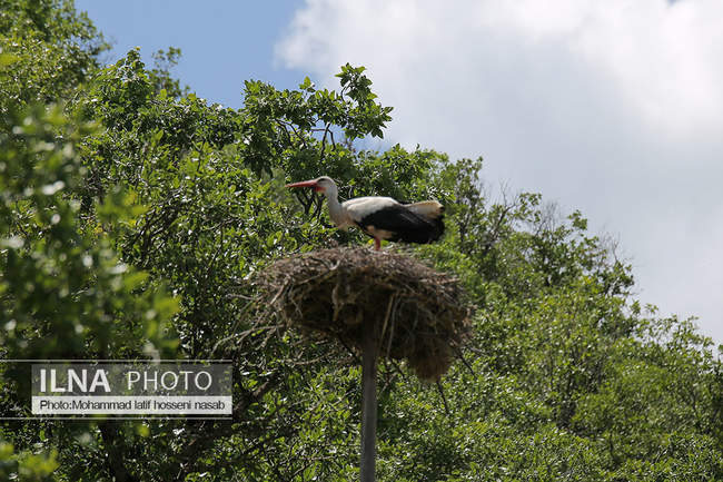 دره تفی شهر لک لک ها