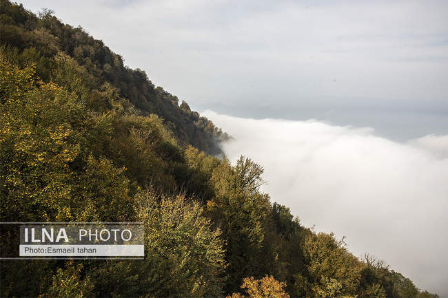 چشم انداز جنگل و دریا در قاب طبیعت