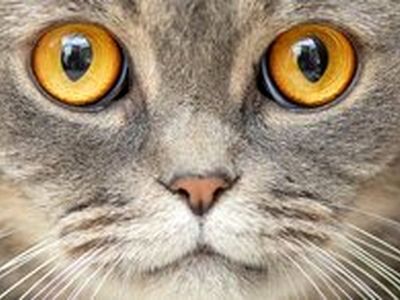 نگهداری از گربه و ابتلا به یک بیماری روانی