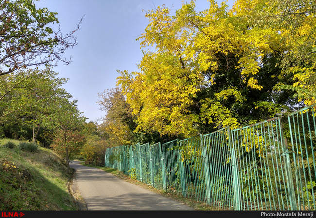 گزارش اختصاصی ایلنا از پاییز در باغ بوتانیکال تفلیس