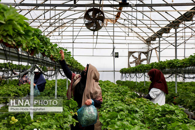 بزرگترین گلخانه توت فرنگی کشور