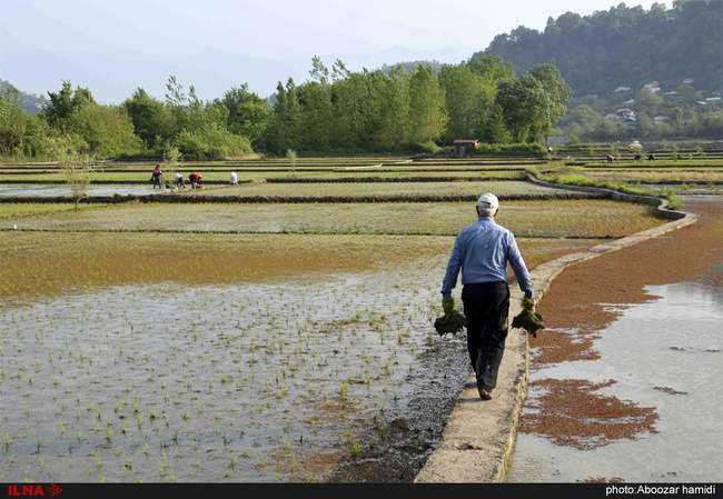 نشاء (کشت برنج) در گیلان