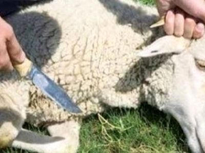 اعلام ۱۰ جایگاه عرضه دام برای عید قربان توسط شهرداری کرمانشاه