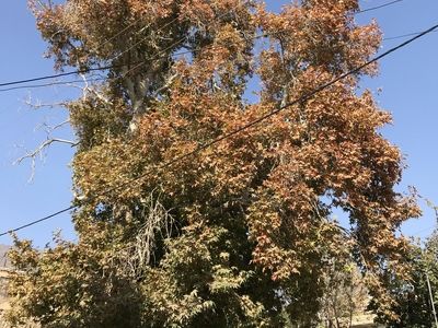 ثبت درخت چنار کهن‌سال روستای ابرسج در فهرست میراث طبیعی ملی