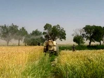 مبارزه با آفت سن در مزارع گندم و جو استان پایان یافت