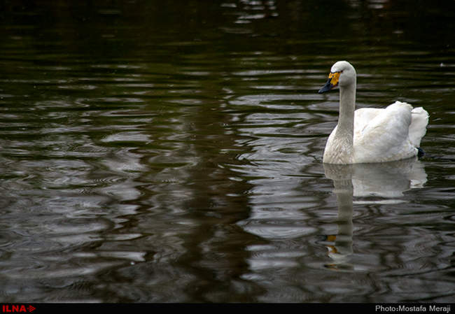 باغ پرندگان اصفهان