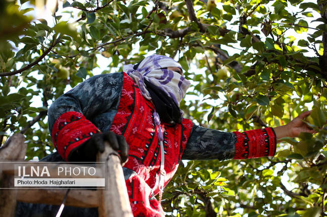 برداشت گلابی از باغات چناران
