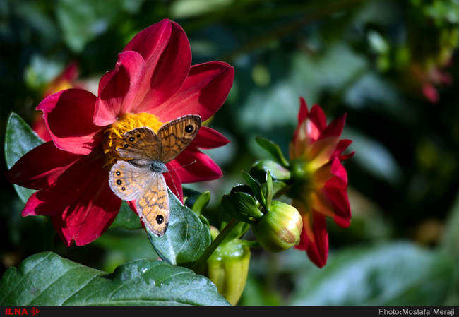 باغ بوتانیکال تفلیس با چند هزار گونه گیاهی