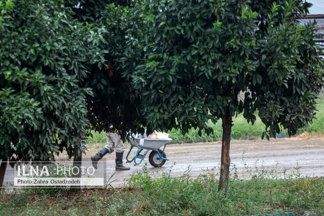 بزرگترین واحد پرورش گاو شیری شمال کشور