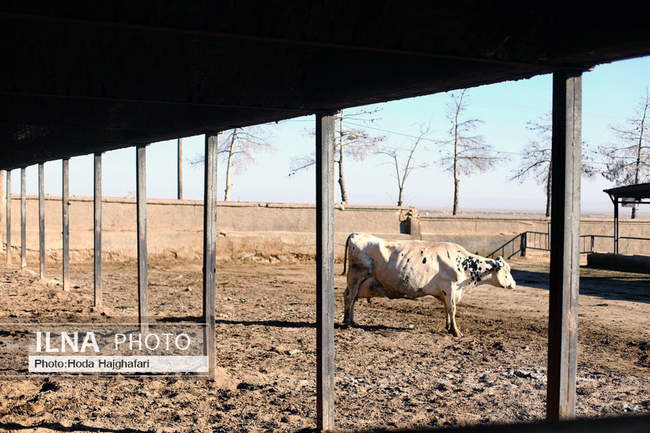 تولید در مسیر پیشرفت مناطق محروم

