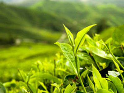 نرخ خرید تضمینی چای تصویب شد