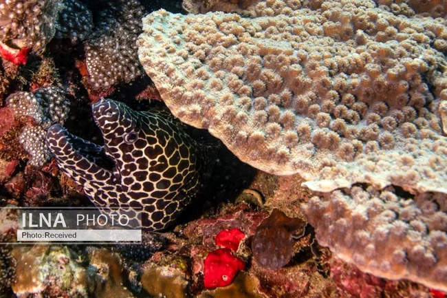 بهشت مرجانی در اعماق دریای عمان 